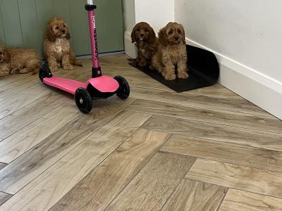 Beautiful health checked Cavapoo puppies in Kilkenny 🐶