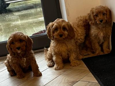 Beautiful health checked Cavapoo puppies in Kilkenny 🐶