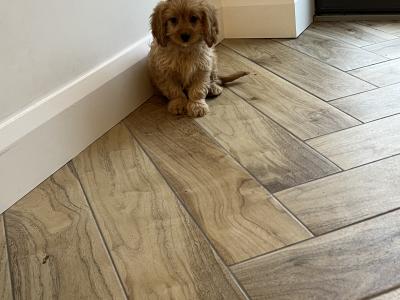 Beautiful health checked Cavapoo puppies in Kilkenny 🐶