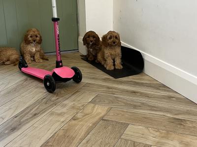 Beautiful health checked Cavapoo puppies in Kilkenny 🐶