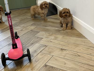 Beautiful health checked Cavapoo puppies in Kilkenny 🐶