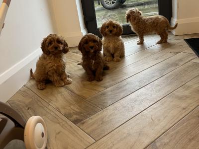Beautiful health checked Cavapoo puppies in Kilkenny 🐶