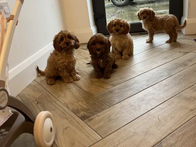 Beautiful health checked Cavapoo puppies in Kilkenny 🐶