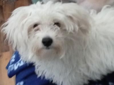 7 month old male Maltese Cross for sale in Louth