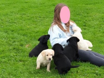 Purebred Labrador puppies in Laois