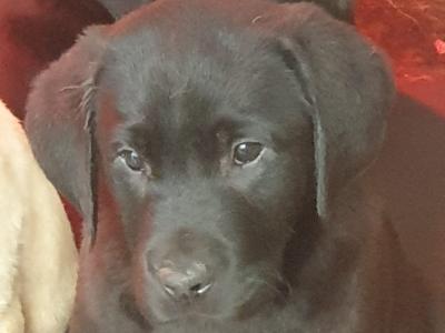 Purebred Labrador puppies in Laois