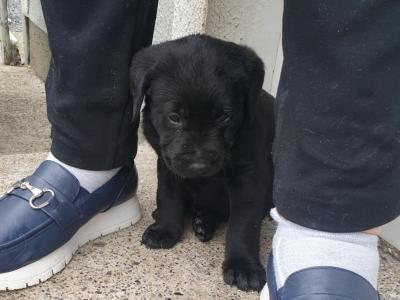 Purebred Labrador puppies in Laois