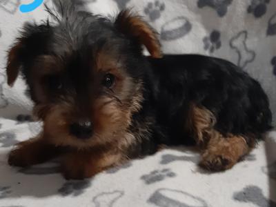 Yorkshire Terrier puppies in Carlow , 0852238466