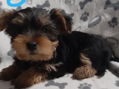 Yorkshire Terrier puppies in Carlow , 0852238466
