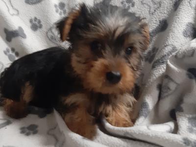 Yorkshire Terrier puppies in Carlow , 0852238466