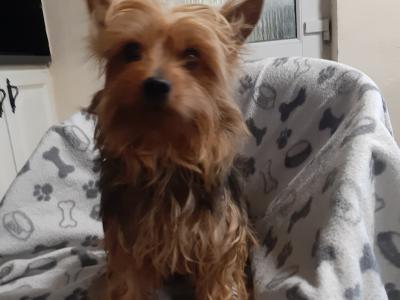 Yorkshire Terrier puppies in Carlow , 0852238466