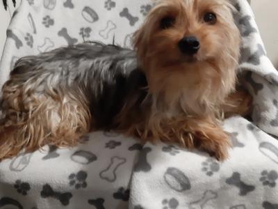 Yorkshire Terrier puppies in Carlow , 0852238466