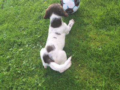 Springer Spaniel x English Setter puppies in Westmeath