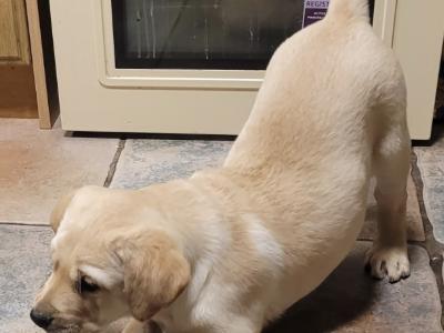 Golden Retriever x Labrador puppies (Goldador) in Tipperary