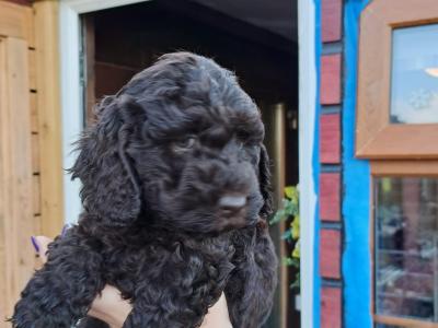 Rare unique Merle Cockapoo puppies in Offaly