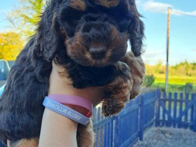 Rare unique Merle Cockapoo puppies in Offaly