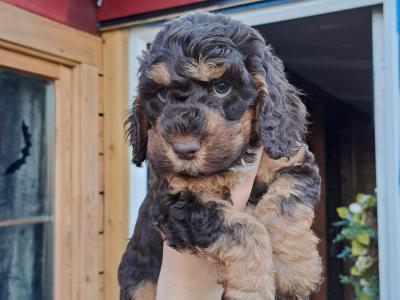 Rare unique Merle Cockapoo puppies in Offaly