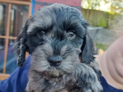 Rare unique Merle Cockapoo puppies in Offaly