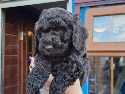 Rare unique Merle Cockapoo puppies in Offaly