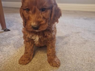 Beautiful Cockapoo puppies in Wexford