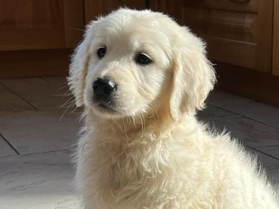 Golden Retriever puppies in Kilkenny