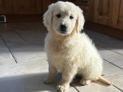 Golden Retriever puppies in Kilkenny