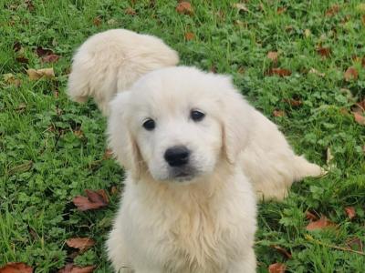 Golden Retriever puppies in Kilkenny