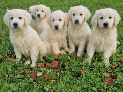 Golden Retriever puppies in Kilkenny