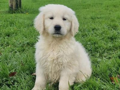 Golden Retriever puppies in Kilkenny