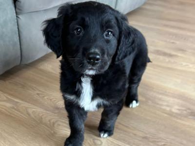 Chunky Bernese Mountain Dog x Golden Retriever puppies for sale in Kerry