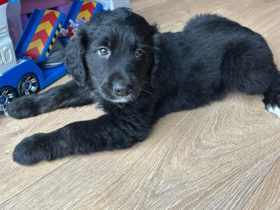 Chunky Bernese Mountain Dog x Golden Retriever puppies for sale in Kerry