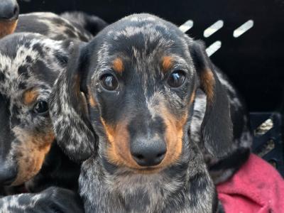 IKC Registered Miniature Smooth-haired Dachshund puppies in Tipperary