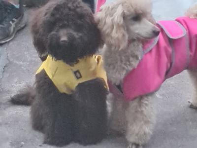 Two miniture Poodles in Cork .. must Go to the Same Home.. €500