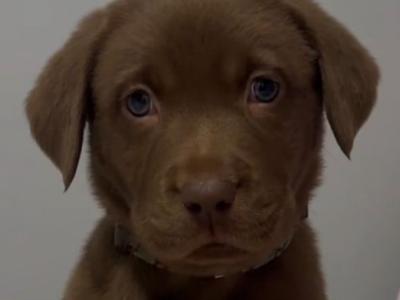 Purebred chocolate Labrador puppies in Cavan