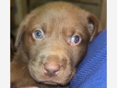 Purebred chocolate Labrador puppies in Cavan
