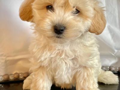 Beautiful Non Shed Maltipoo puppies in Cavan