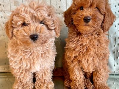 Beautiful Non Shed Maltipoo puppies in Cavan