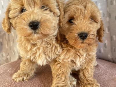 Beautiful Non Shed Maltipoo puppies in Cavan