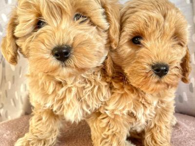 Beautiful Non Shed Maltipoo puppies in Cavan