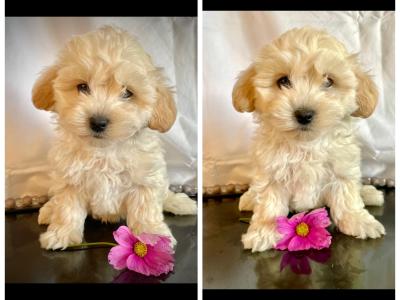 Beautiful Non Shed Maltipoo puppies in Cavan