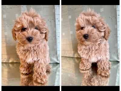 Beautiful Non Shed Maltipoo puppies in Cavan