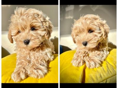 Beautiful Non Shed Maltipoo puppies in Cavan
