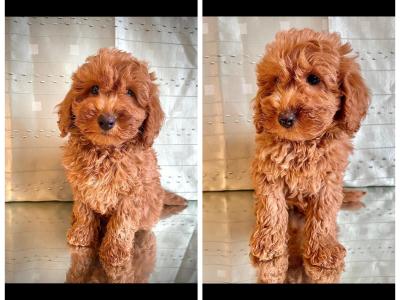 Beautiful Non Shed Maltipoo puppies in Cavan