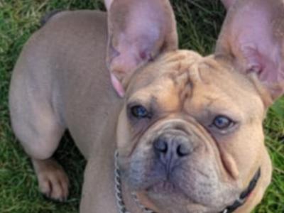 Ottie is a 3 year old male French Bulldog in Dublin
