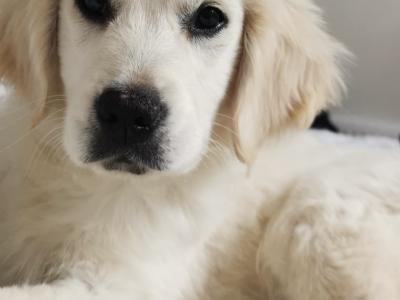 Beautiful purebred Golden Retriever puppies in Tipperary