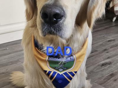 Beautiful purebred Golden Retriever puppies in Tipperary