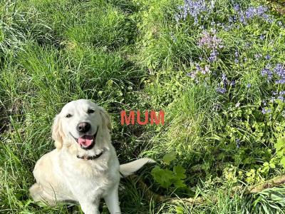 Beautiful purebred Golden Retriever puppies in Tipperary