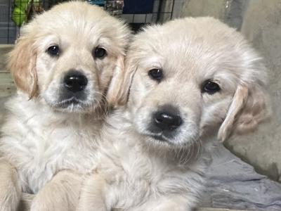 Beautiful purebred Golden Retriever puppies in Tipperary