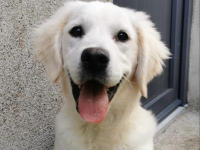 Beautiful purebred Golden Retriever puppies in Tipperary