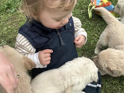 Beautiful purebred Golden Retriever puppies in Tipperary